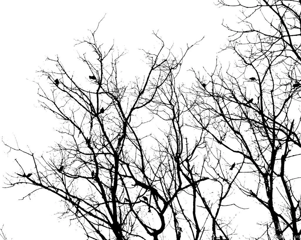 Download Wallpapers Birds Black And White Black And White Trees ...