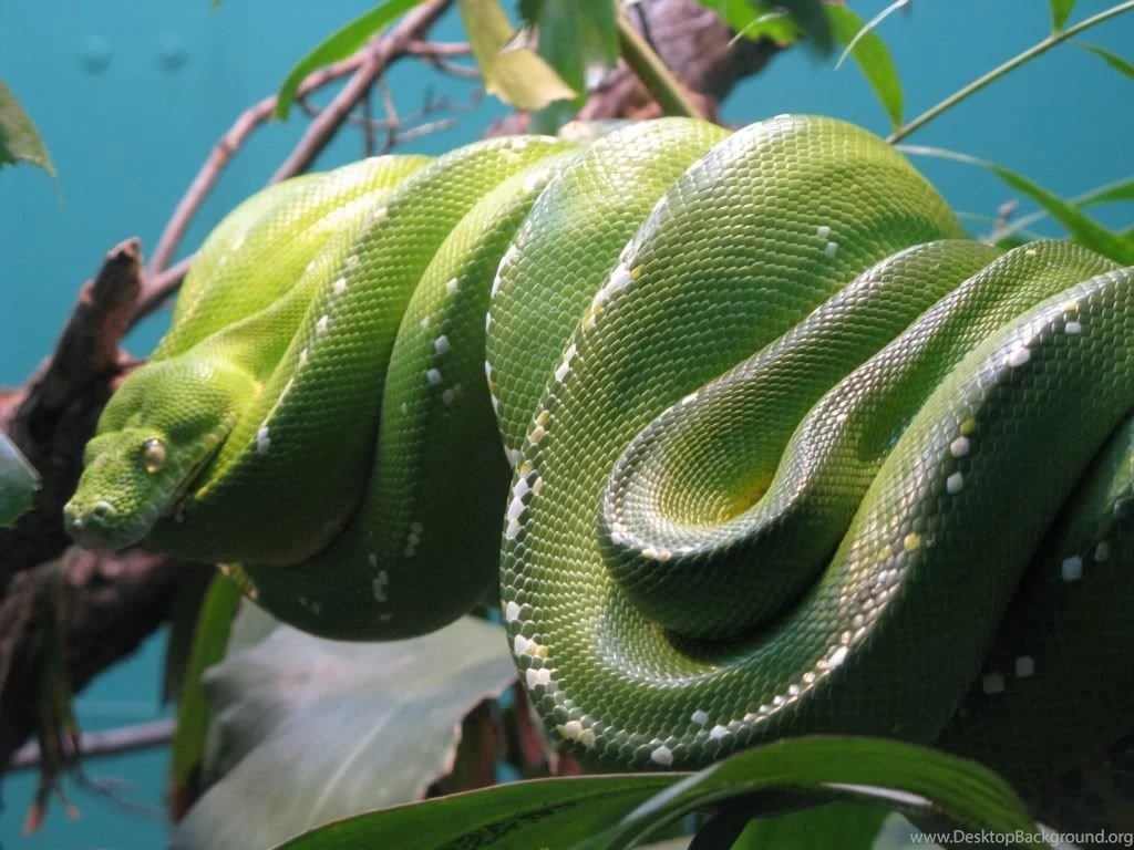 F1 Race (id: 32862) – BUZZERG