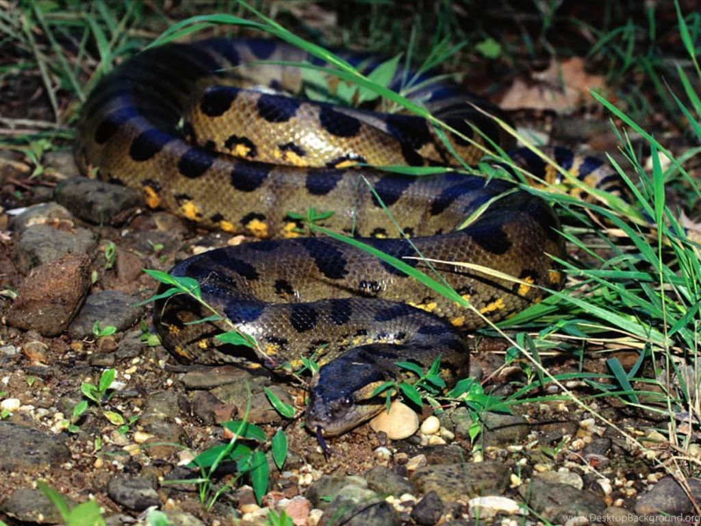Anaconda WallPapers Free