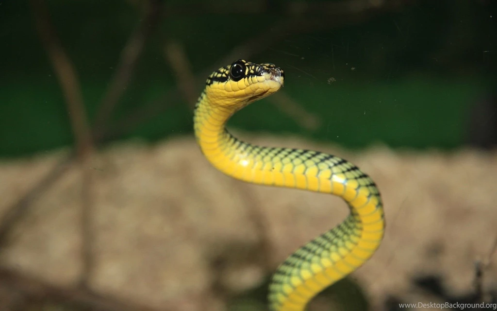 Snake Wallpapers