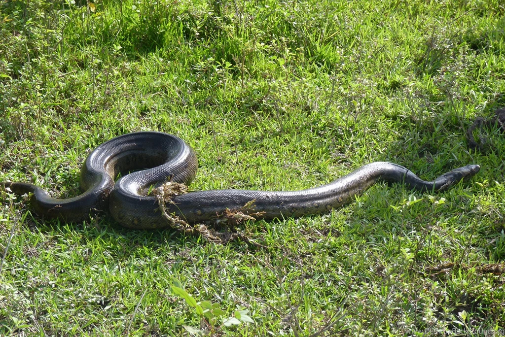 Anaconda Snake