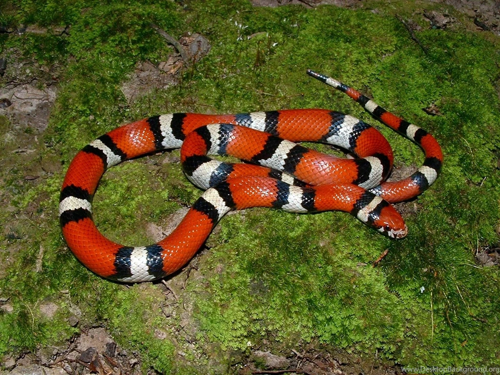 Snake Wallpapers