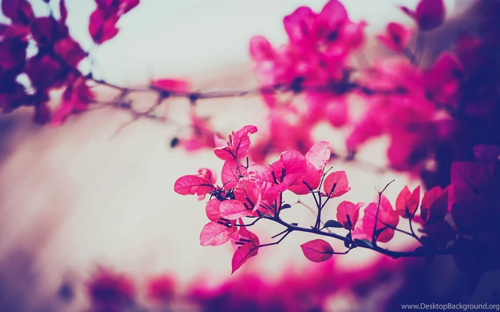 Lovely Wallpapers