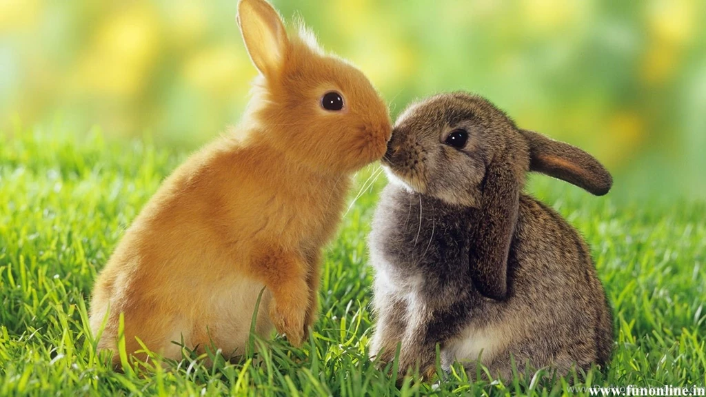 Pet Baby Rabbit   Wallpaper.