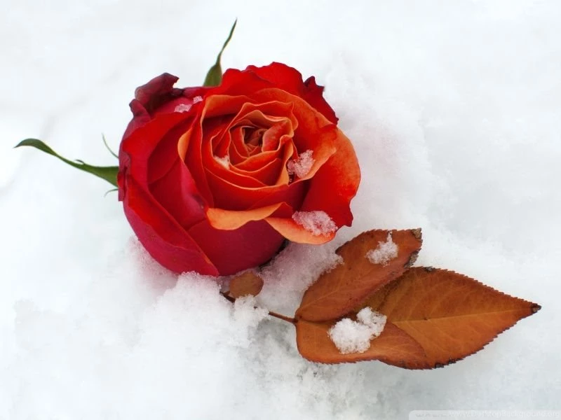 Lovely winter rose wallpapers   Winter Wallpapers (36325551)   Fanpop