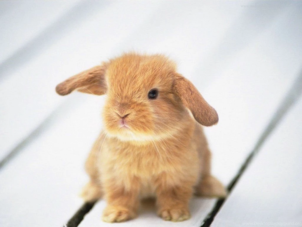 Baby Bunny Wallpapers Wallpapers Cave
