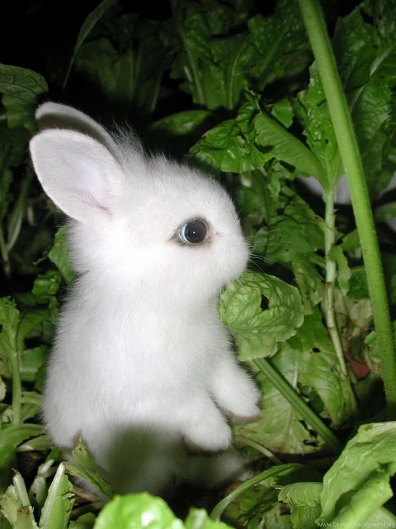 Cute baby rabbit images.jpg
