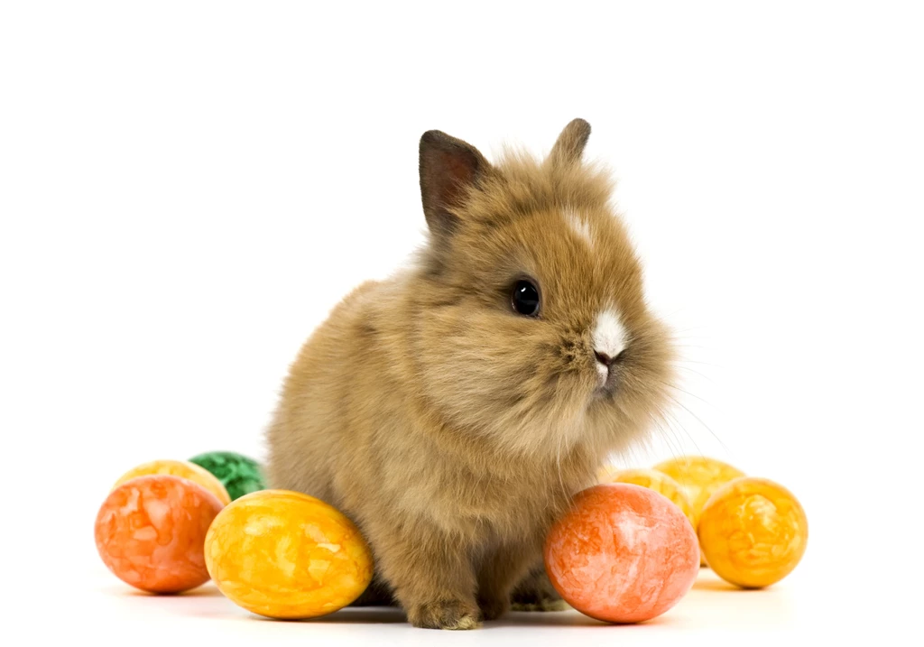 Rabbit Holidays Easter Eggs Animals Baby Wallpapers