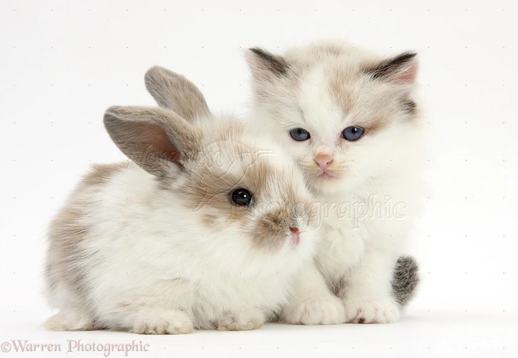 Gallery For   Cute Kittens And Baby Bunnies