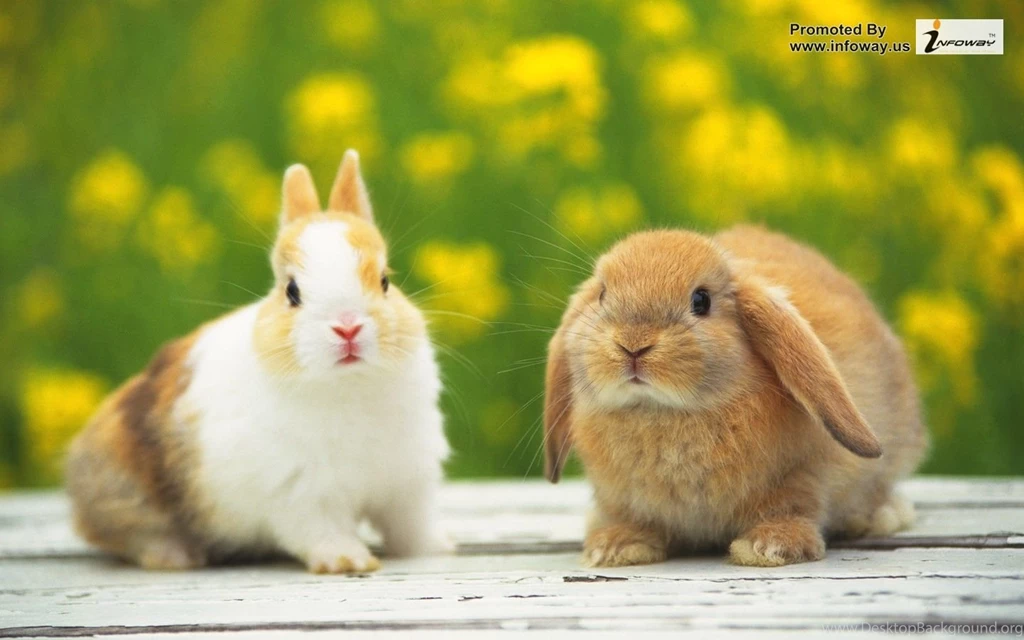 Rabbits Wallpapers   Photo 61 Of 169