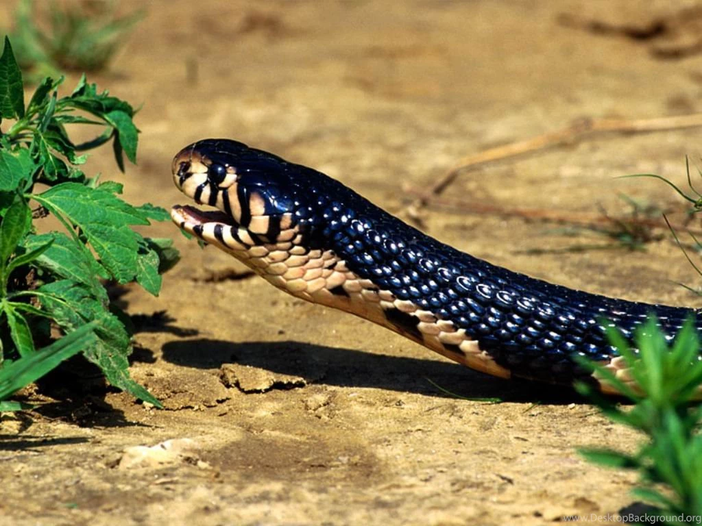 Cobra Snakes Wallpapers