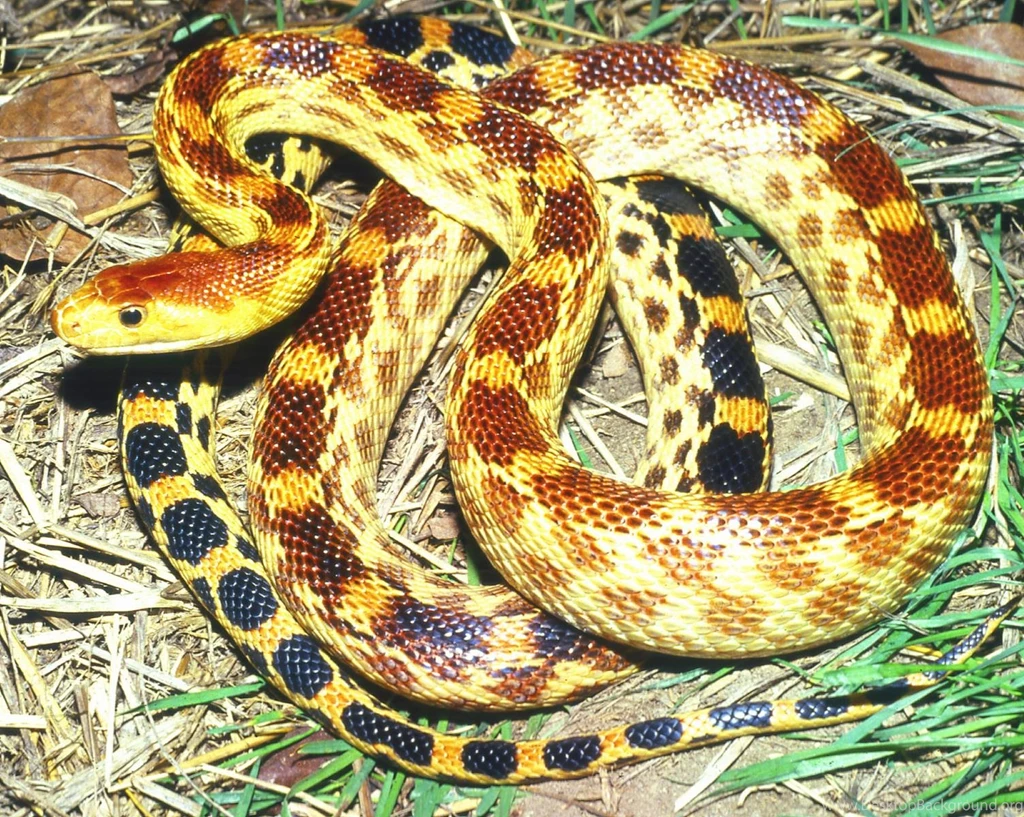 Download Wallpapers Free: Powerful Snakes Wallpapers