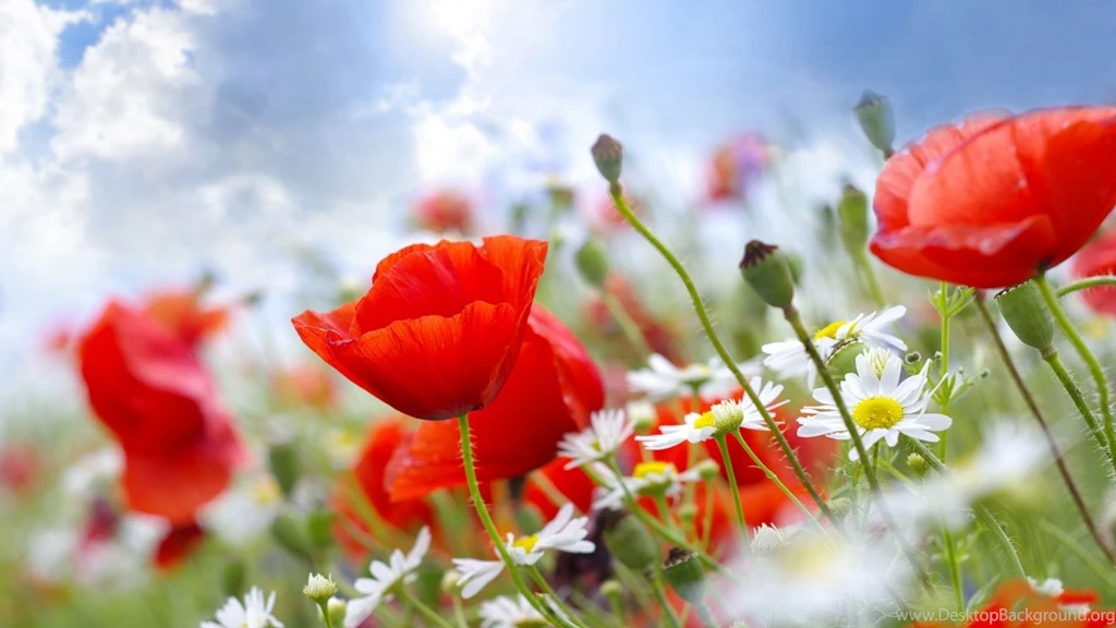 Flower Garden Wallpapers