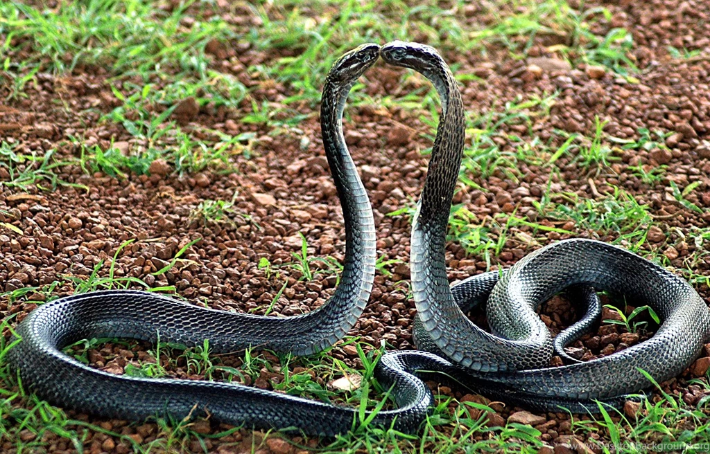 Download Cobra Snake Wallpapers 1080p