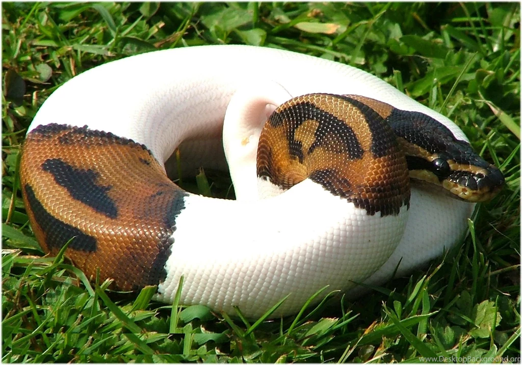 Snakes Images Free Download Images