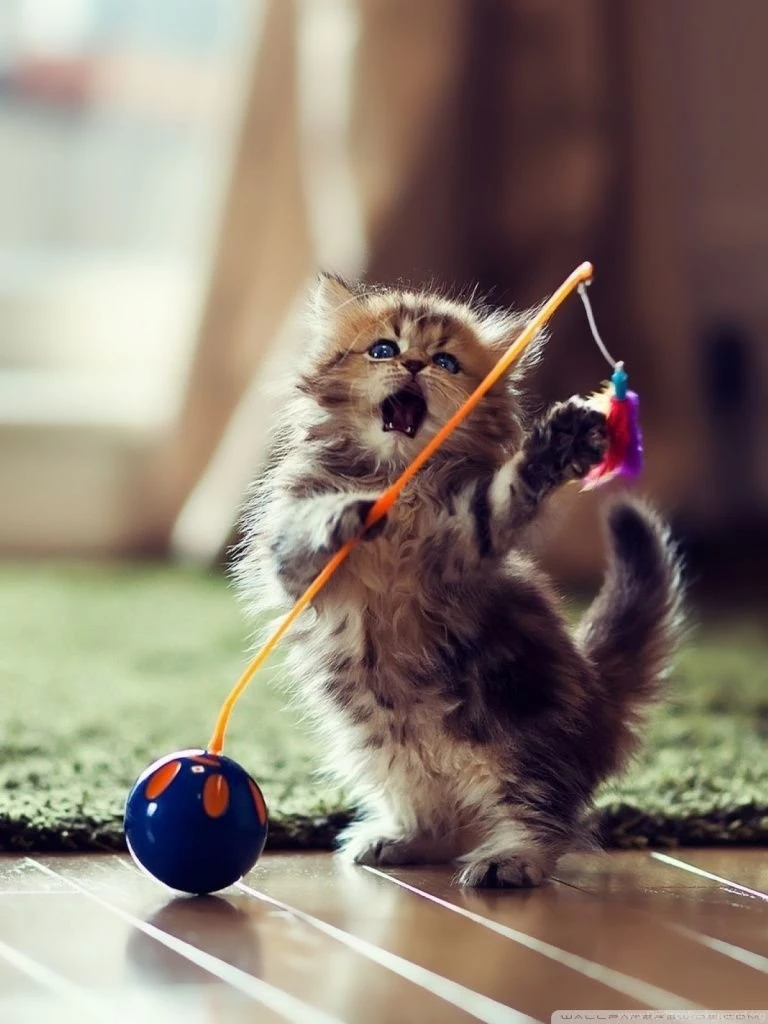 Lovely Playful Kitten HD Desktop Wallpapers : High Definition ...