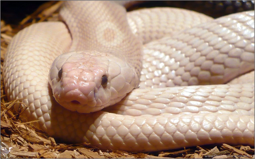 Anaconda Snake Wallpapers