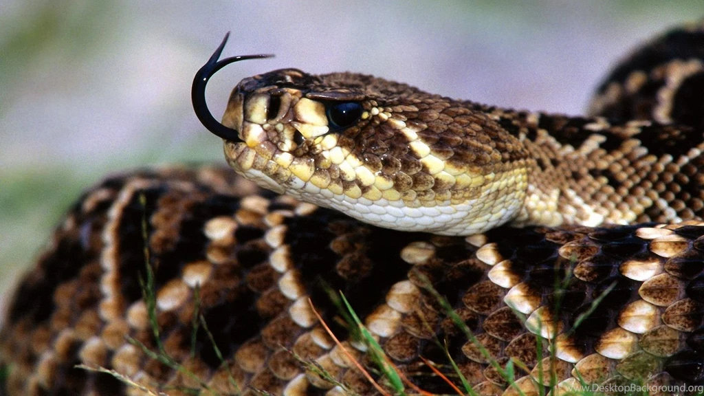 Snake Wallpapers 1920x1080 Wallpapers,Snake 1920x1080 Wallpapers ...
