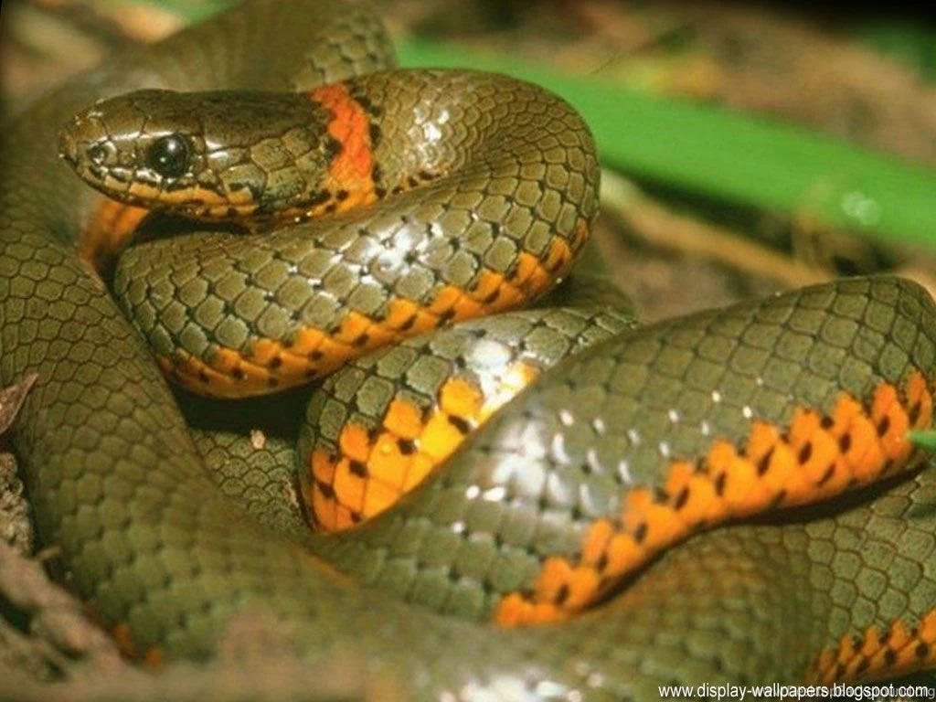 Best Hd Wallpapers For Ipad: Snake Wallpapers HD