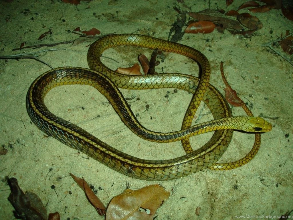 Free Snake Wallpapers