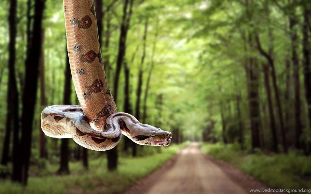 Snake Hanging On Road  AtozWallpapers