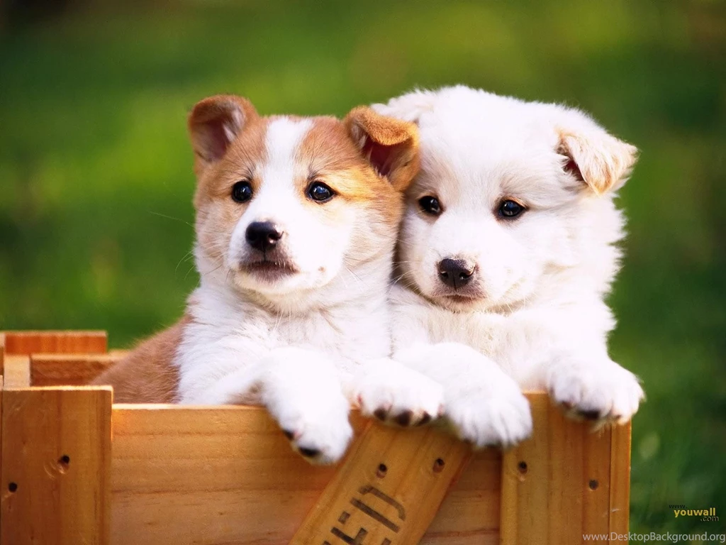 YouWall Lovely Dogs Wallpapers Wallpaper,wallpapers,free ...