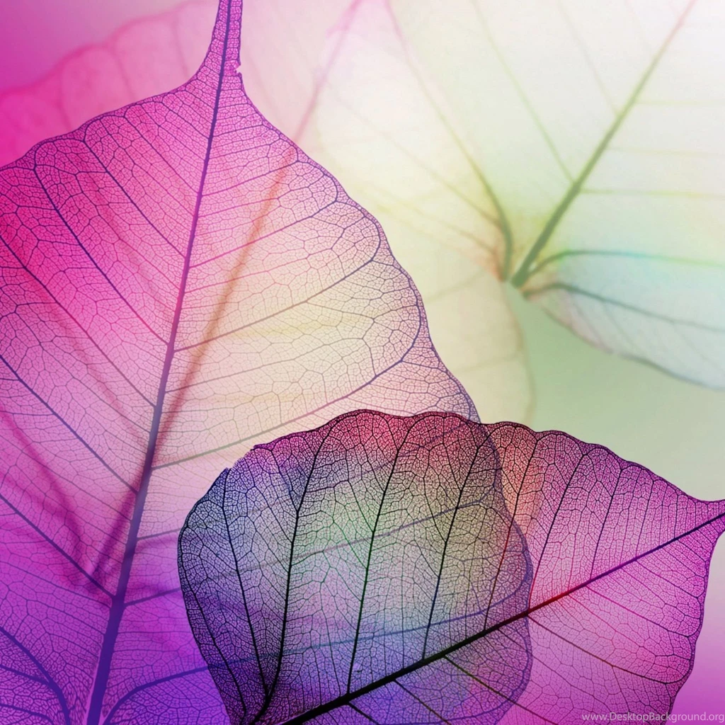 Download Wallpapers 2048x2048 Leaves, Mauve, Purple, Transparent ...