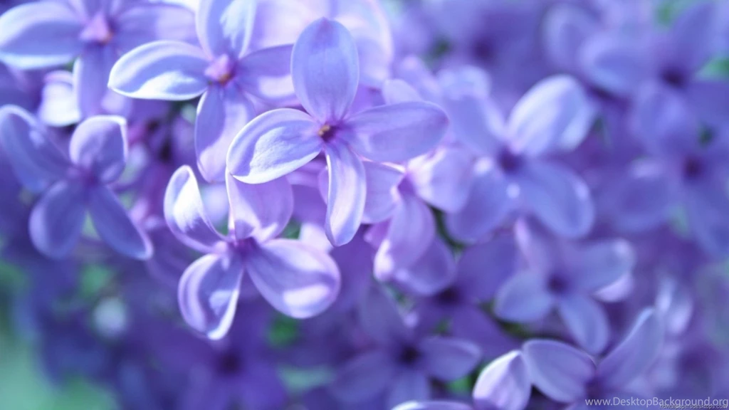Pictures For Computer Desktop Backgrounds HD Wallpapers Lovely