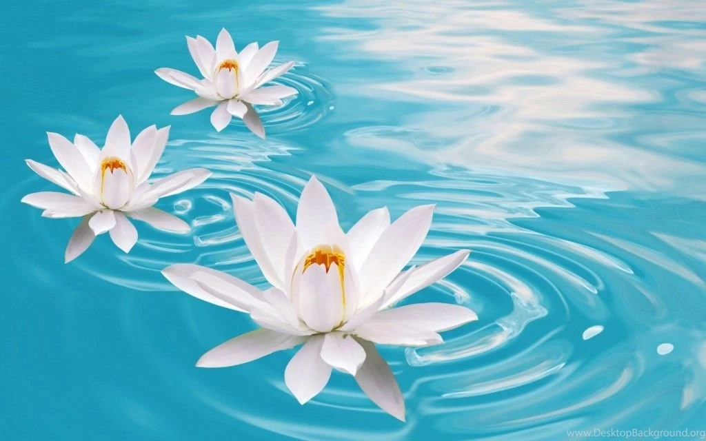 Flowers Wallpapers