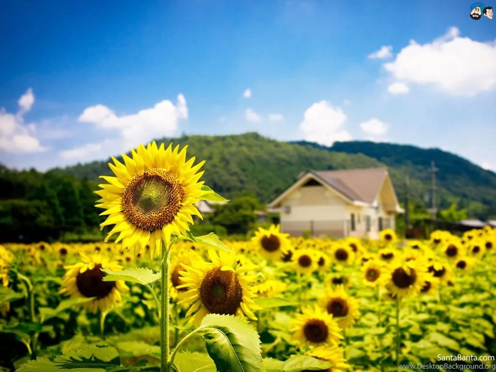 Flowers 167a.jpg