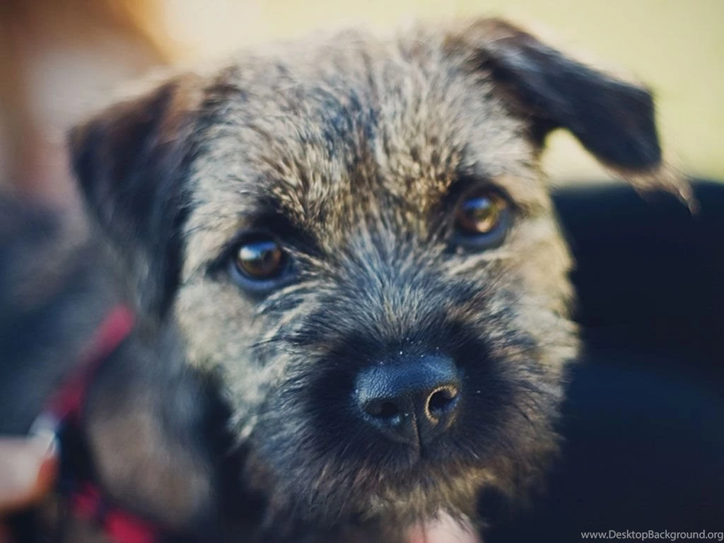 Border Terrier Wallpapers HD Download