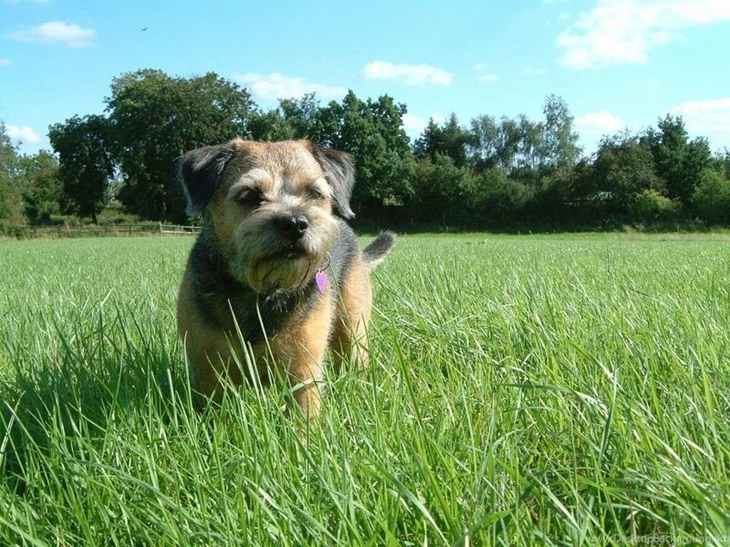 Border Terrier Dog Wallpapers And Pictures Gallery