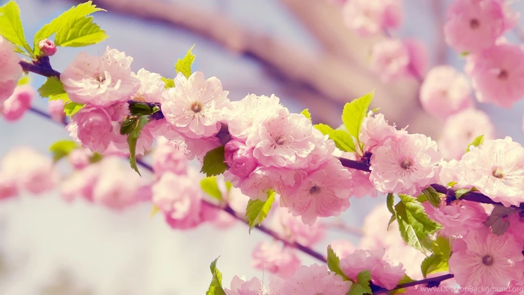 1600x900 Sakura Blossom Wallpapers