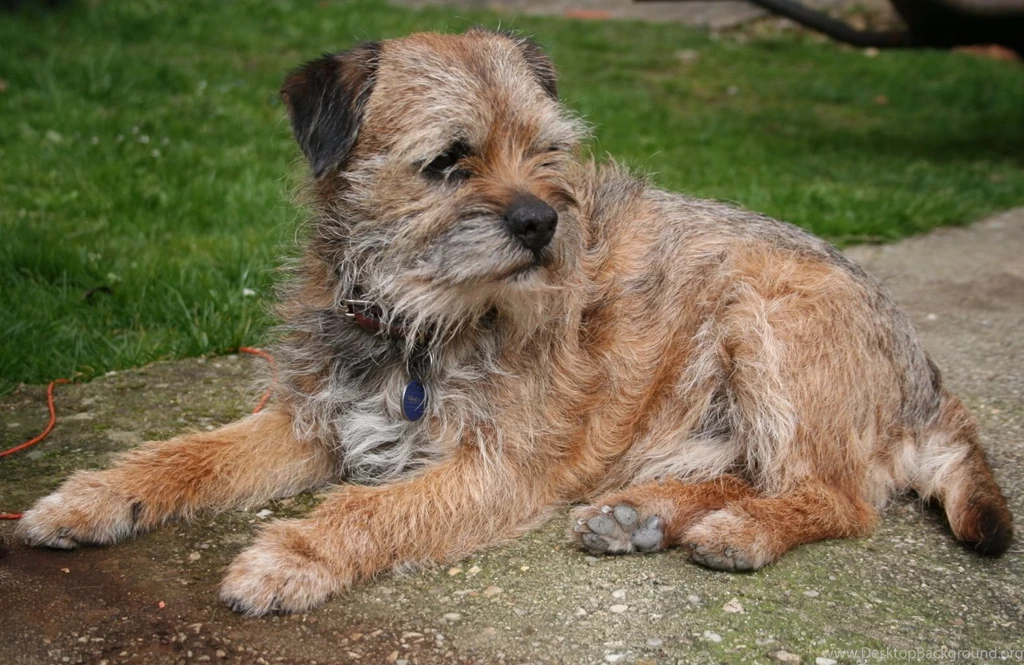 Border Terrier Wallpapers For Android
