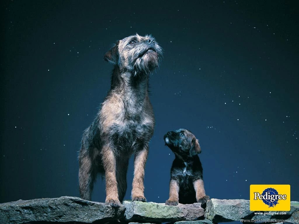 Dog breeds B Border Terrier Page 2