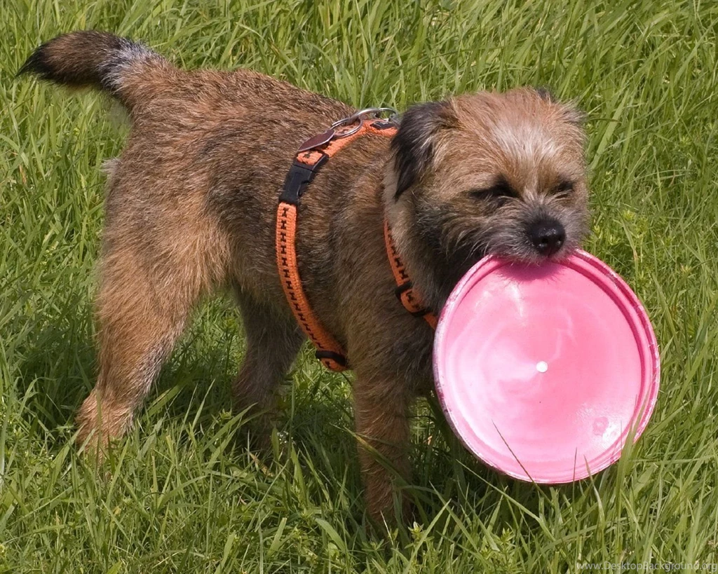 Border Terrier   Border Terriers Wallpapers (13687113)   Fanpop