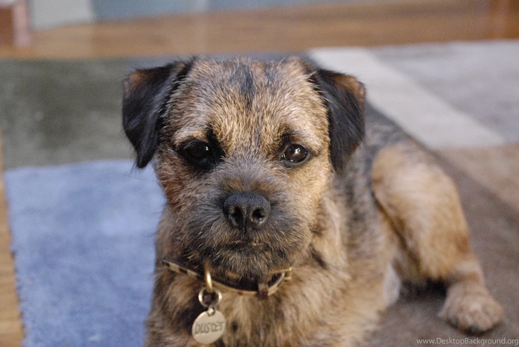 Border Terrier Wikipedia, The Free Encyclopedia