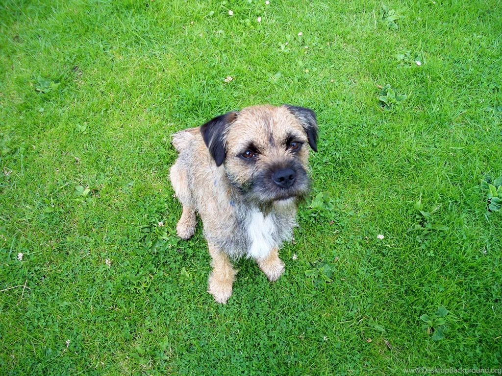Border Terrier High Resolution Wallpapers
