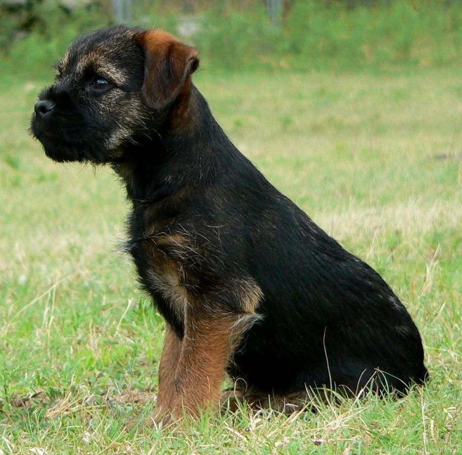 Border Terrier Dog Jack Photo And Wallpaper. Beautiful Border ...