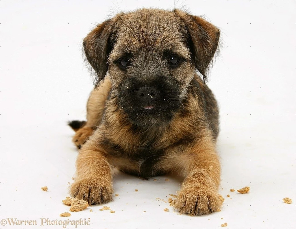 Rules Of The Jungle: Border Terrier Puppies