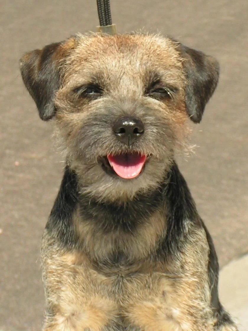 All Dog Breeds With Pictures And Names Wallpapers HD Wide