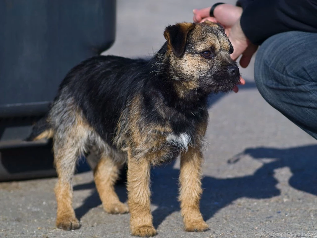 Cute_little_border_terrier_1280x960_wallpaper.jpg