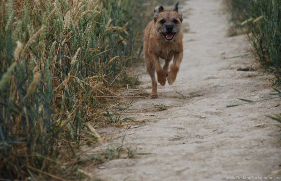 Border Terrier Running. By Katie5871 On DeviantArt