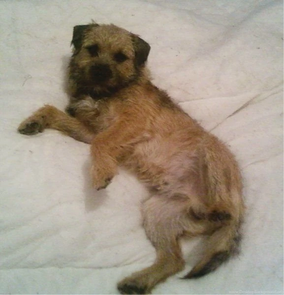 Dog breeds B Bedlington Terrier Page 6