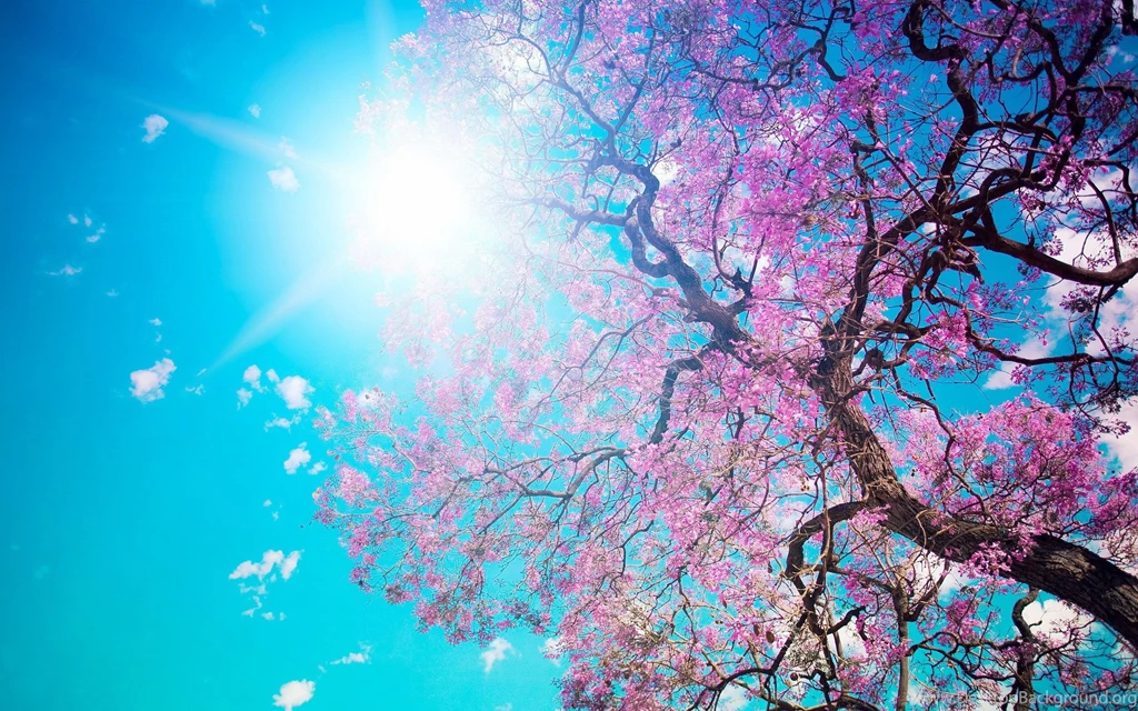 Cherry Blossom  Tree Wallpapers