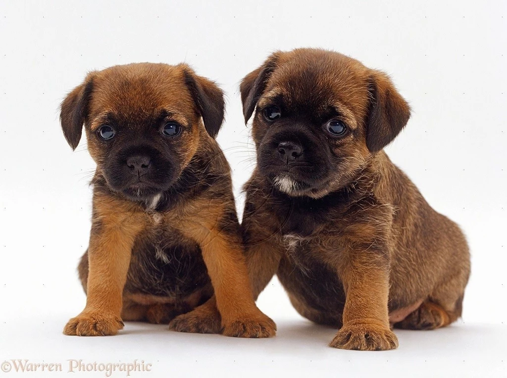 Border Terrier Puppies
