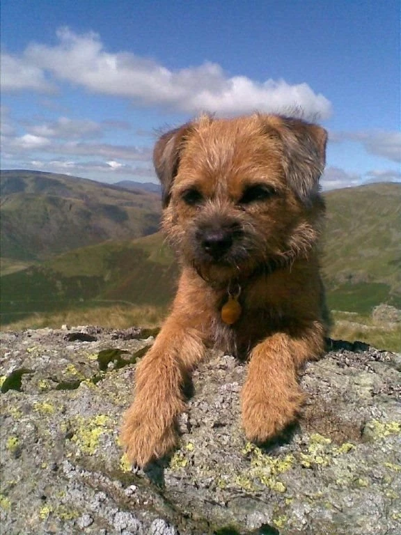Border Terrier Photo