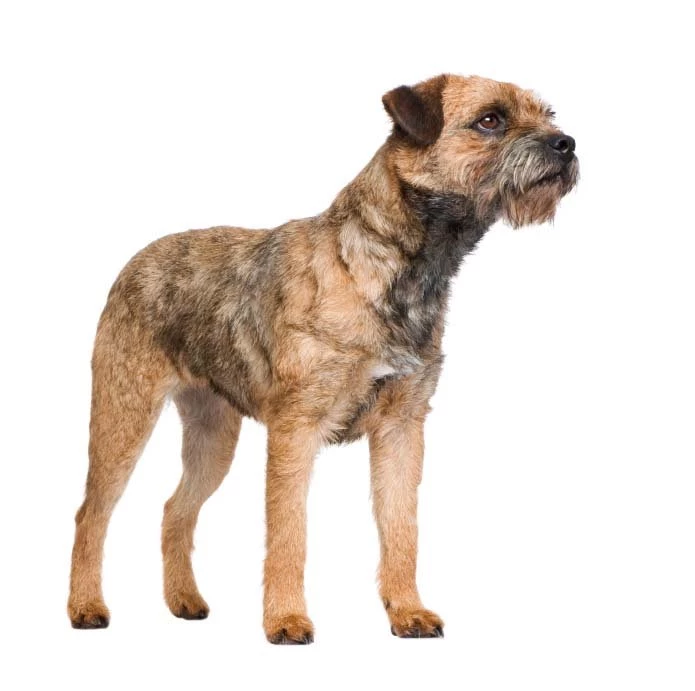 Border terrier 1.jpg