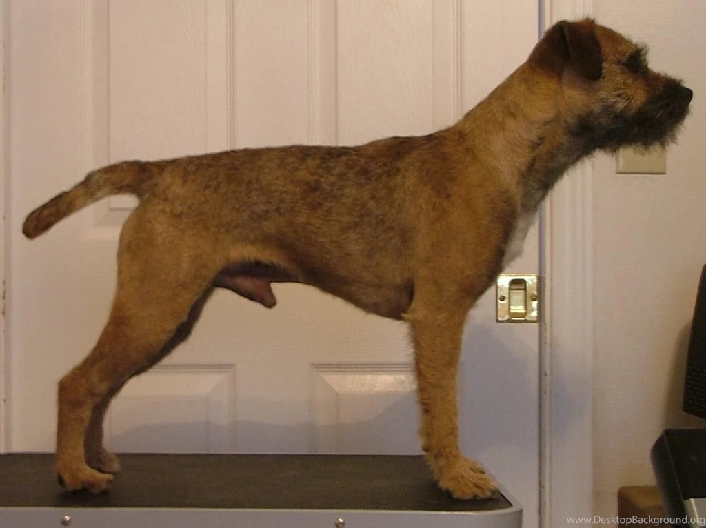 Free Wallpapers Border Terrier Yellow Line
