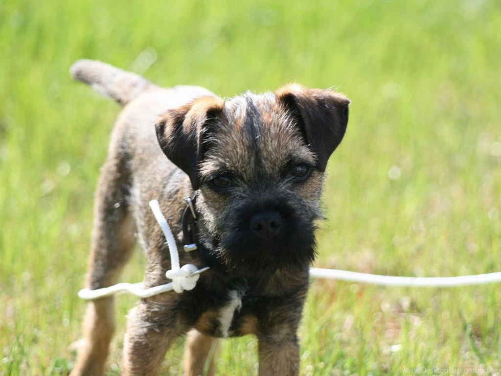 Puppy_of_border_terrier_on_leash_wallpaper.jpg